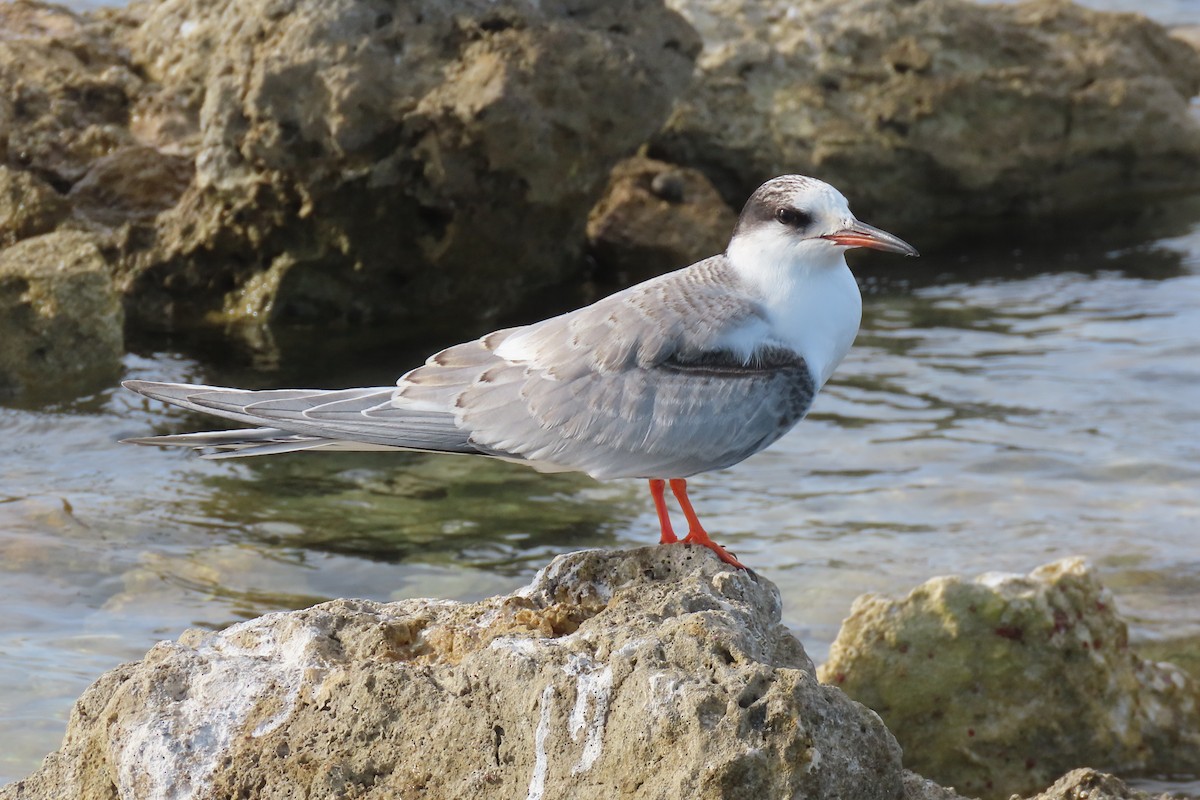 Common Tern - ML386559321