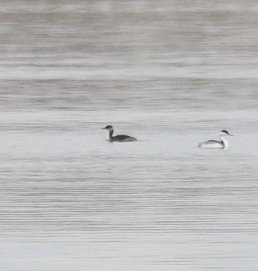 Red-necked Grebe - ML386559381