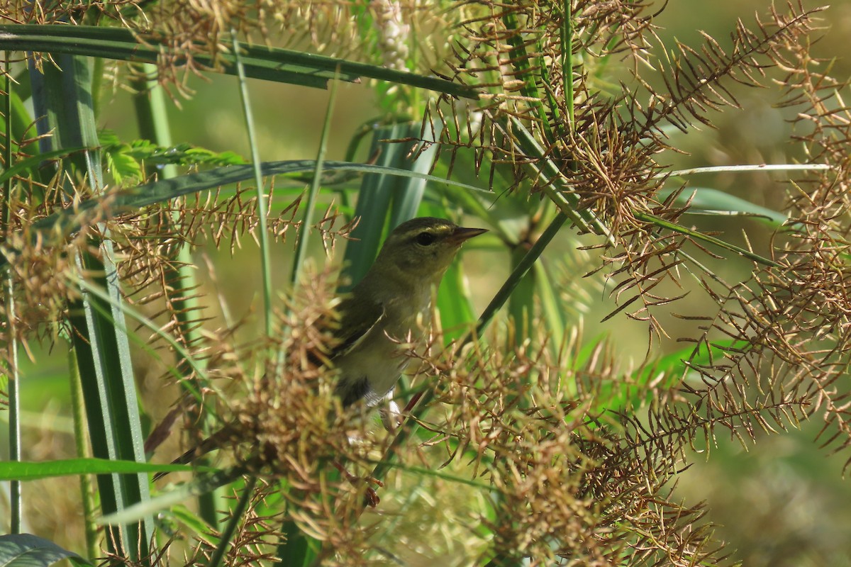 Tennessee Warbler - ML386559691