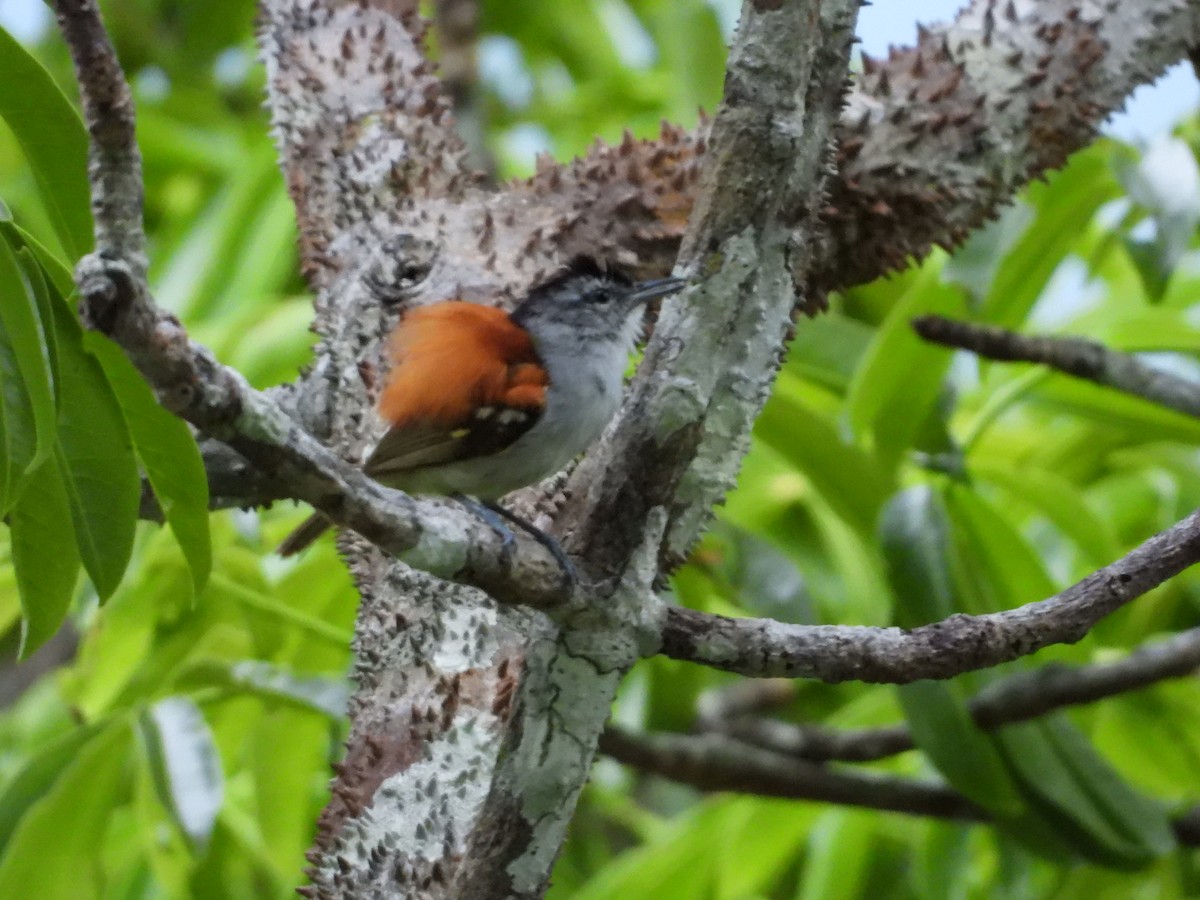 Chestnut-shouldered Antwren - ML386561761