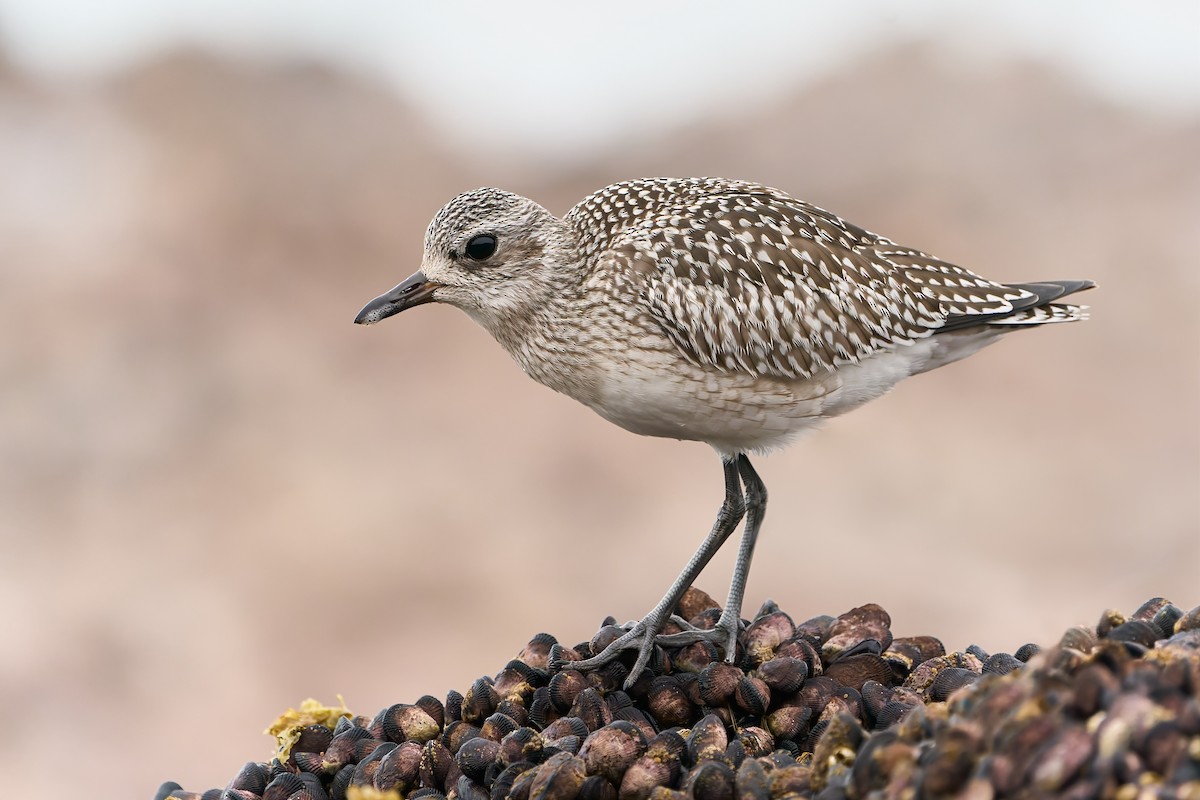 Black-bellied Plover - ML386562281