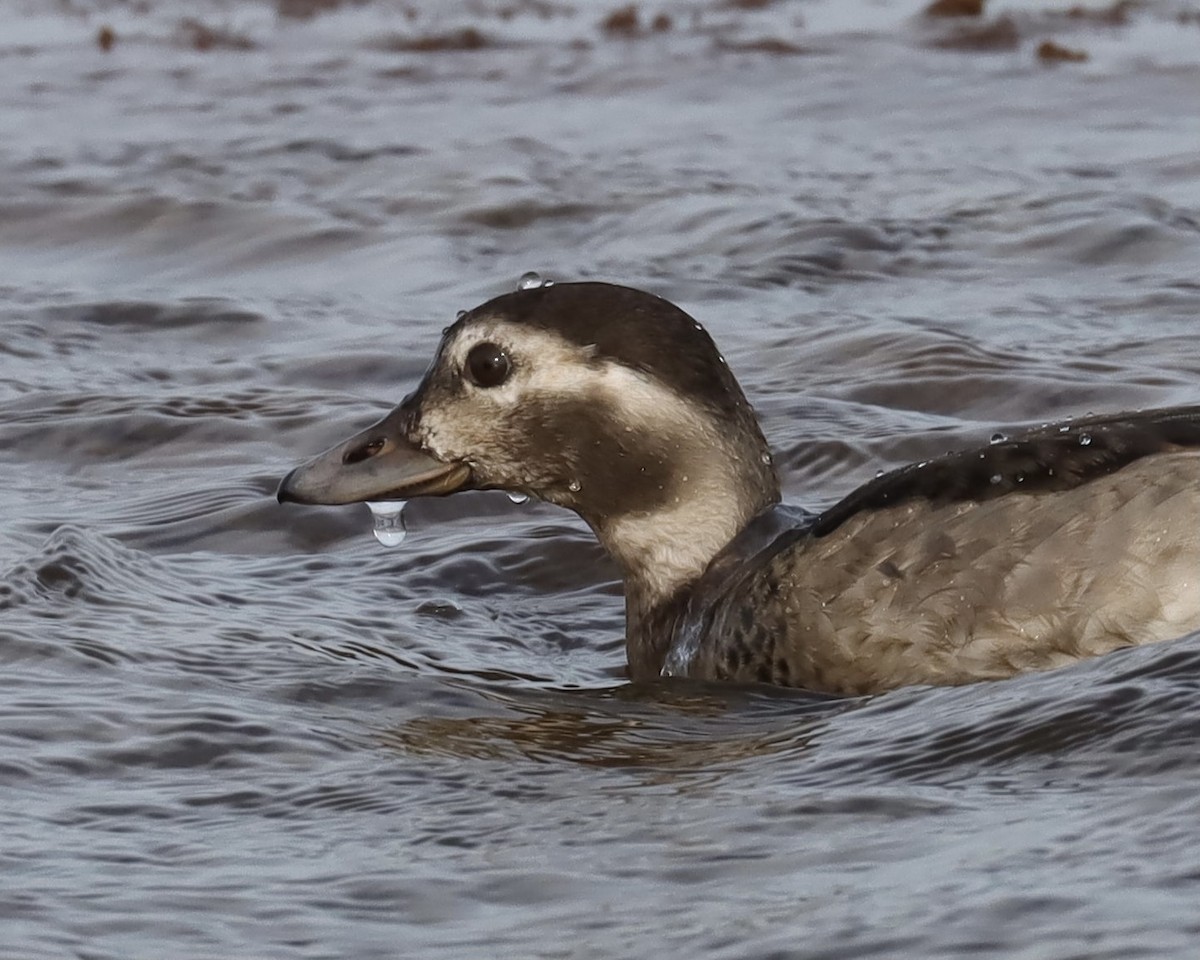 Long-tailed Duck - Sue Kurtz