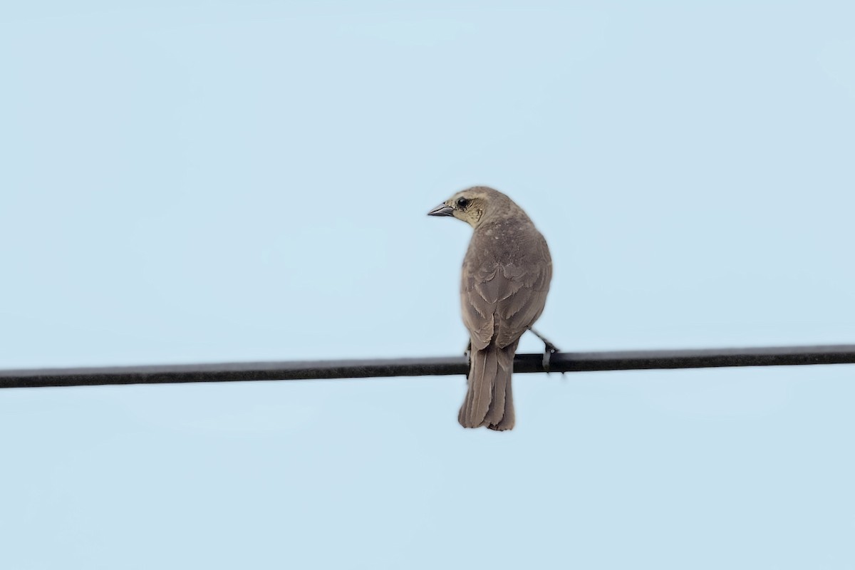 Shiny Cowbird - Bradley Hacker 🦜