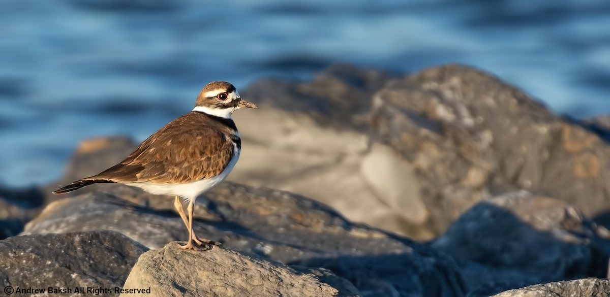 Killdeer - ML386564441