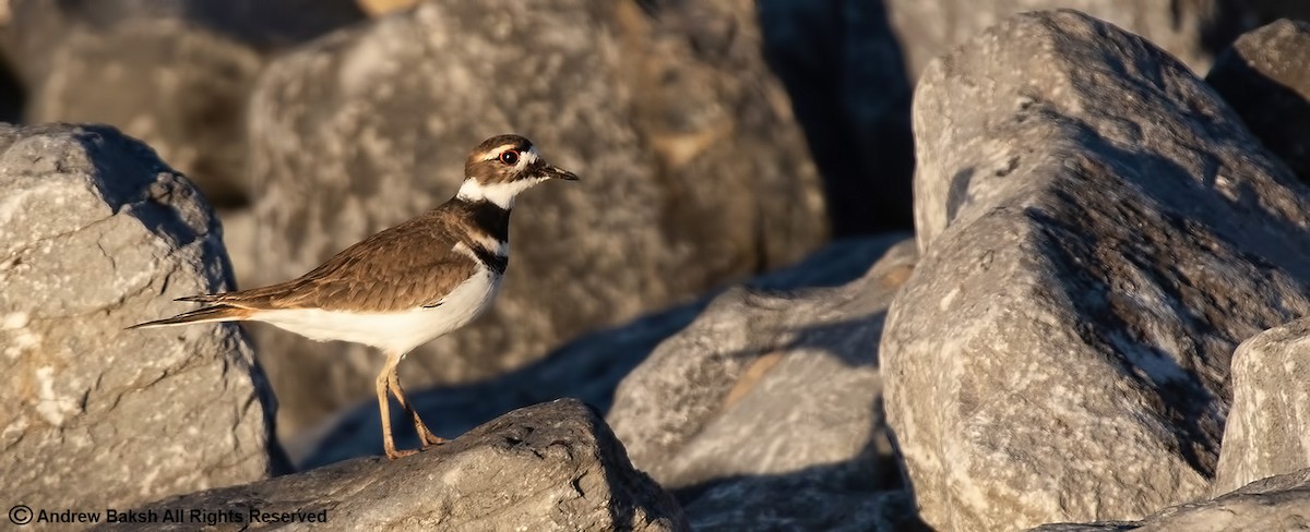 Killdeer - ML386564451