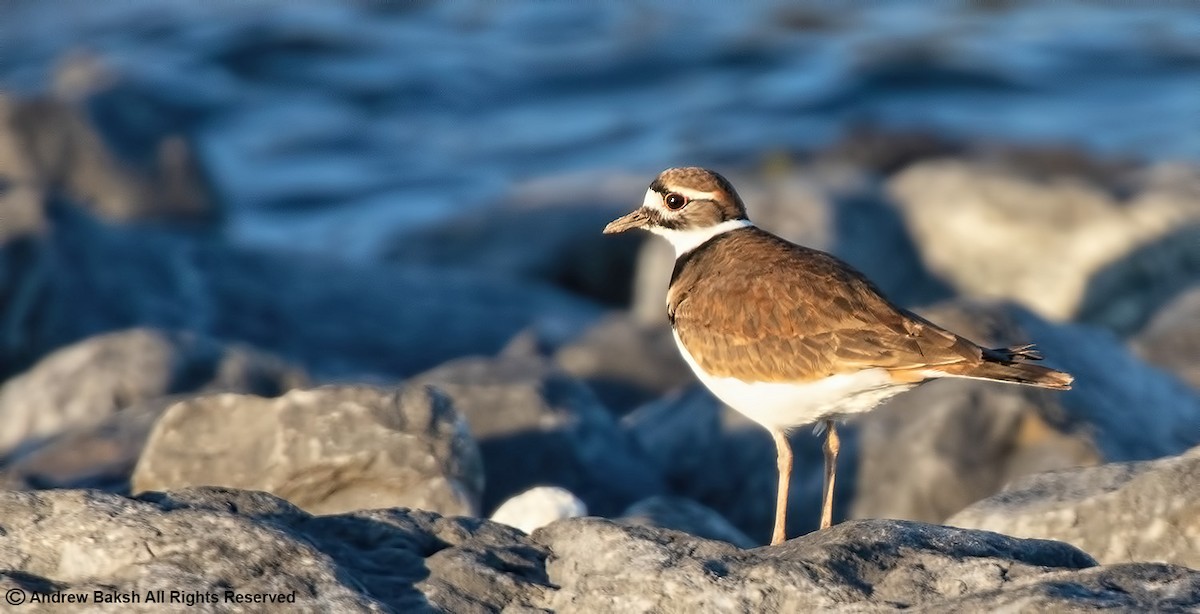 Killdeer - ML386564461