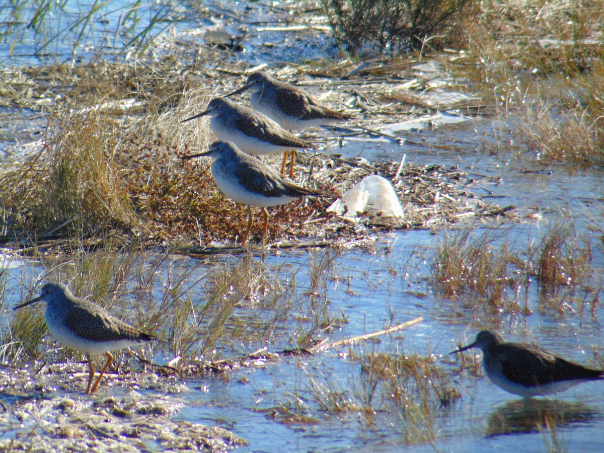 Greater Yellowlegs - ML386564521