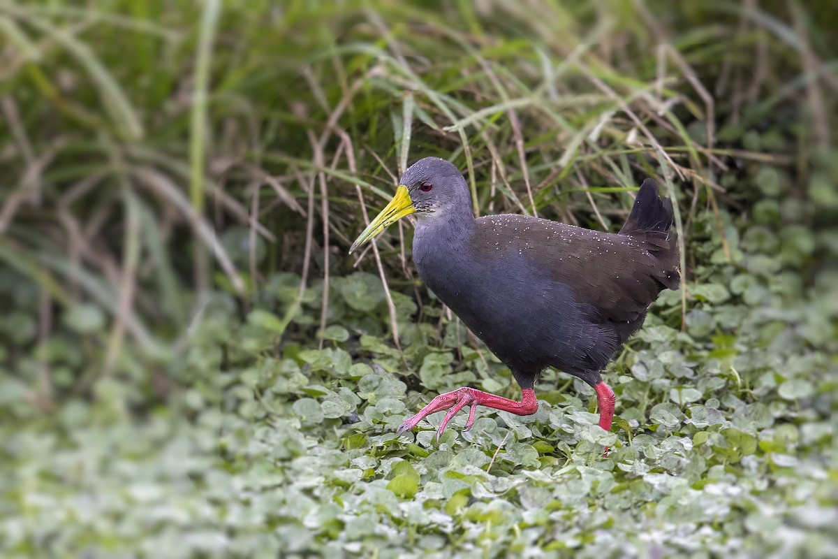 Blackish Rail - ML386564771