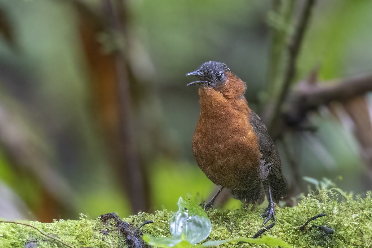 Chestnut-breasted Wren - Bradley Hacker 🦜