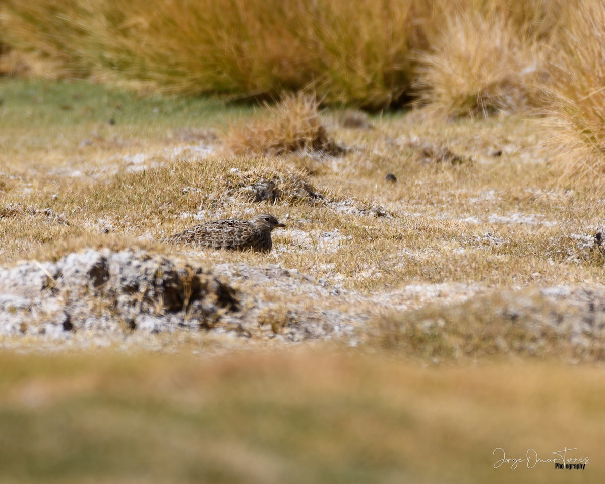 Rufous-bellied Seedsnipe - ML386566611