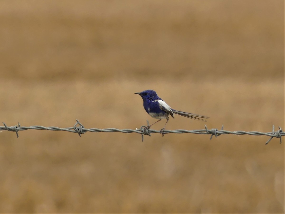 White-winged Fairywren - ML386566821