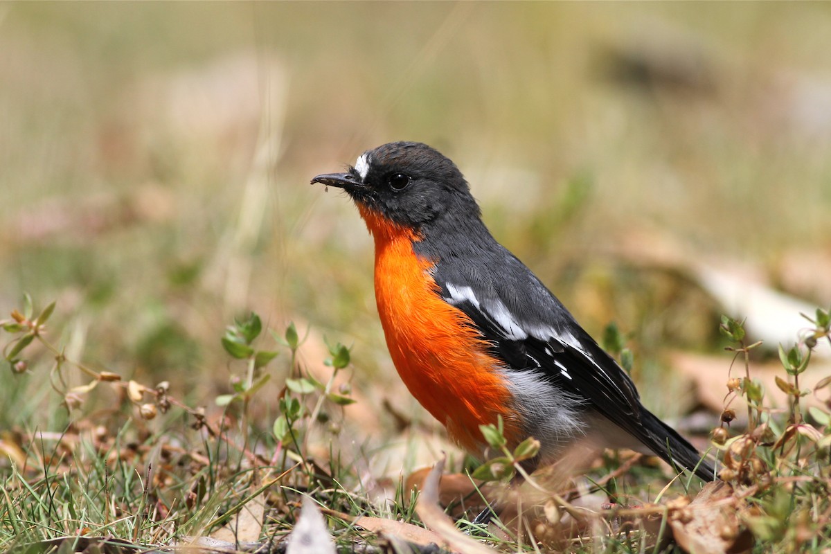 Flame Robin - ML38656721