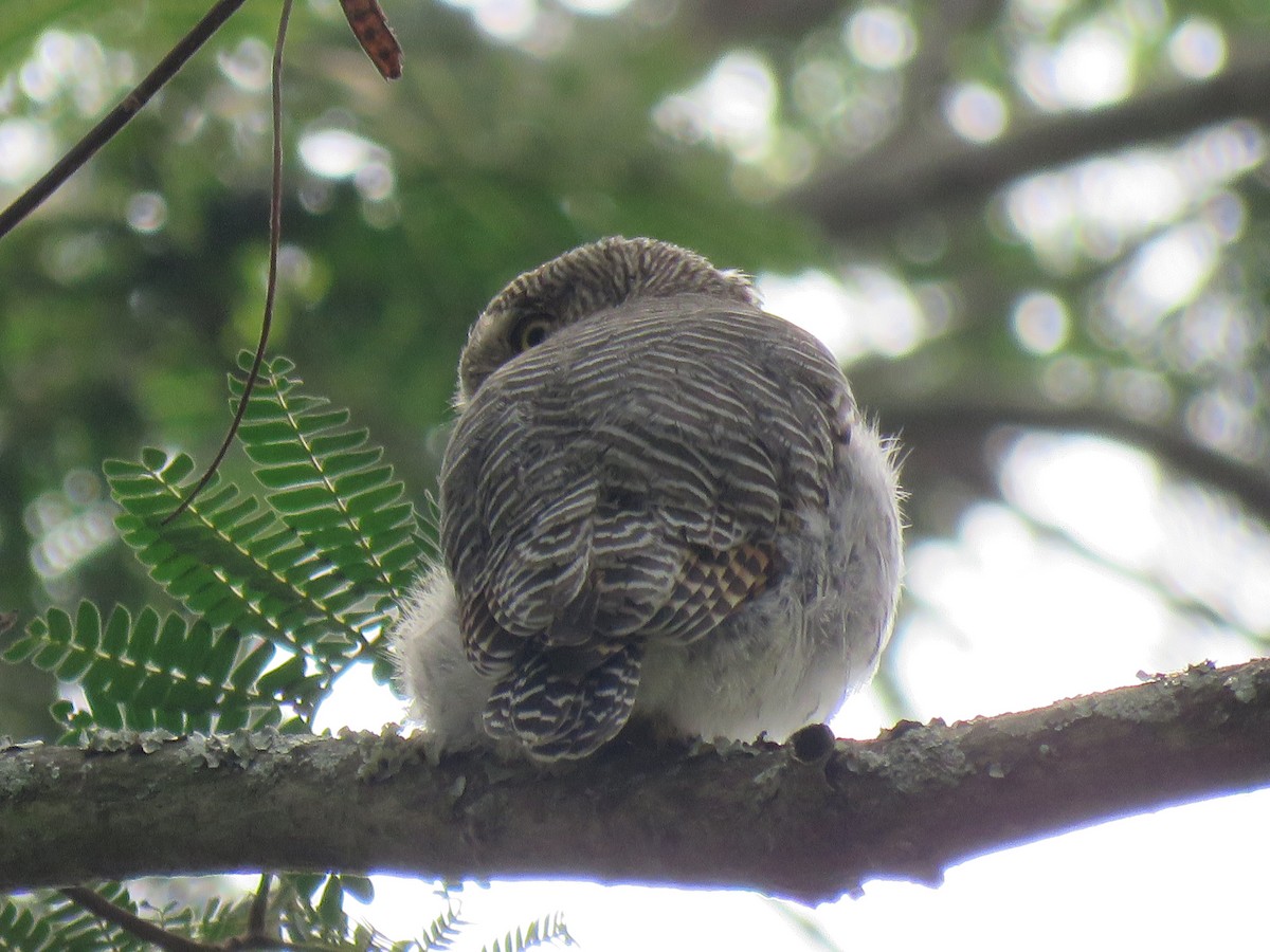 Jungle Owlet - ML38656741