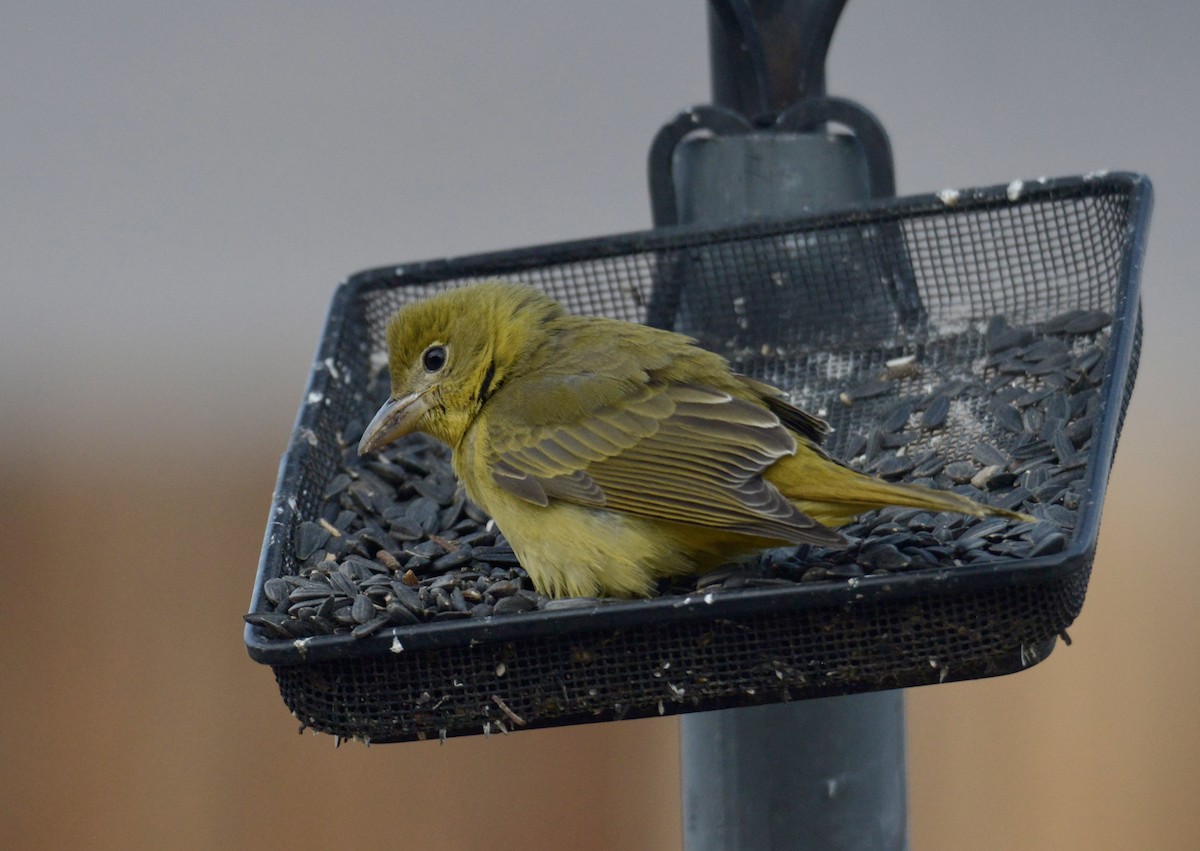 Summer Tanager - ML386569691