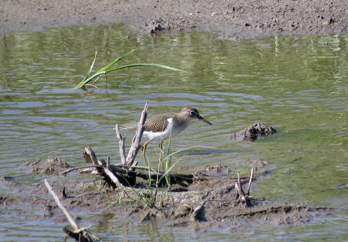 Spotted Sandpiper - ML386571151