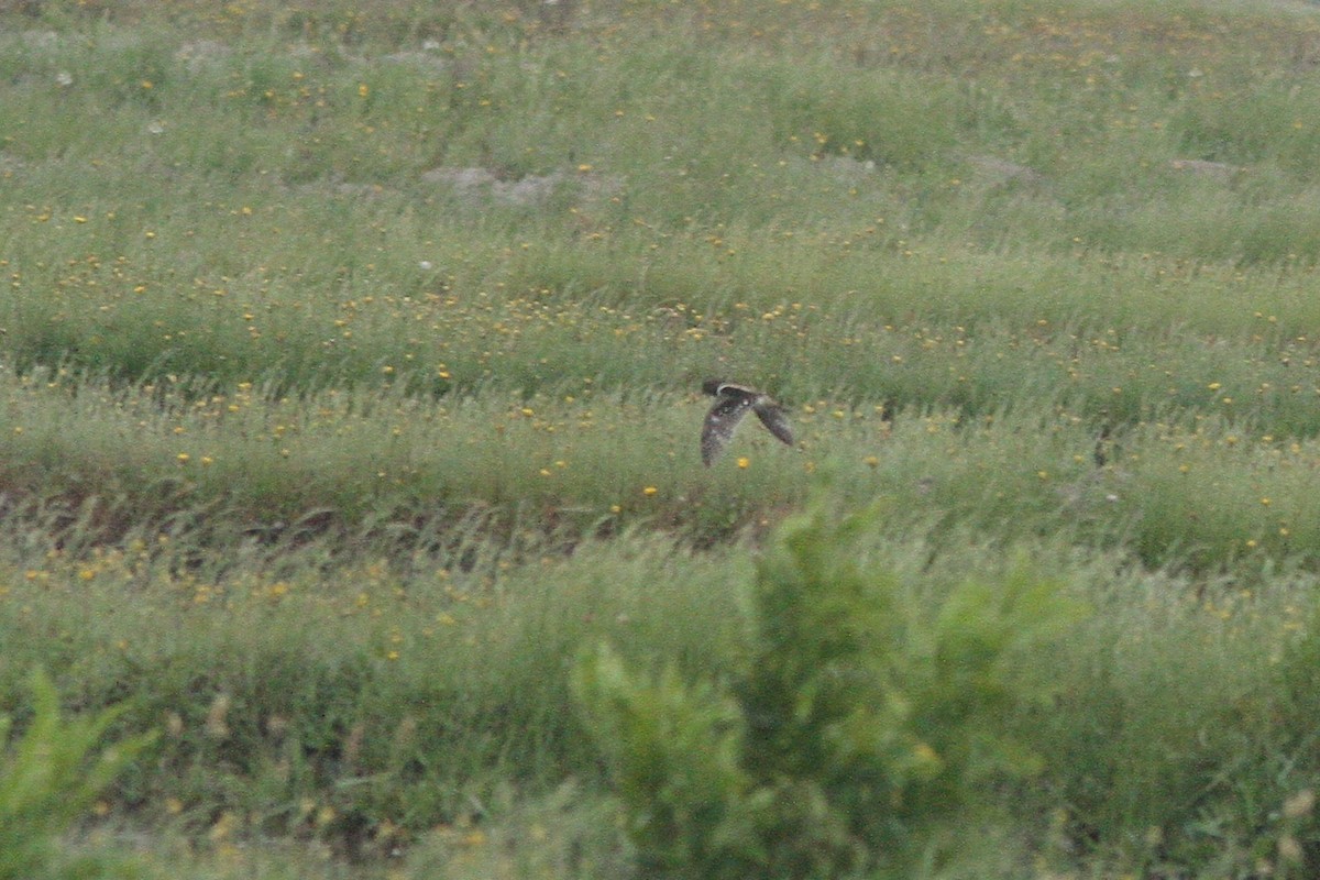 slučice jihoamerická - ML386571561