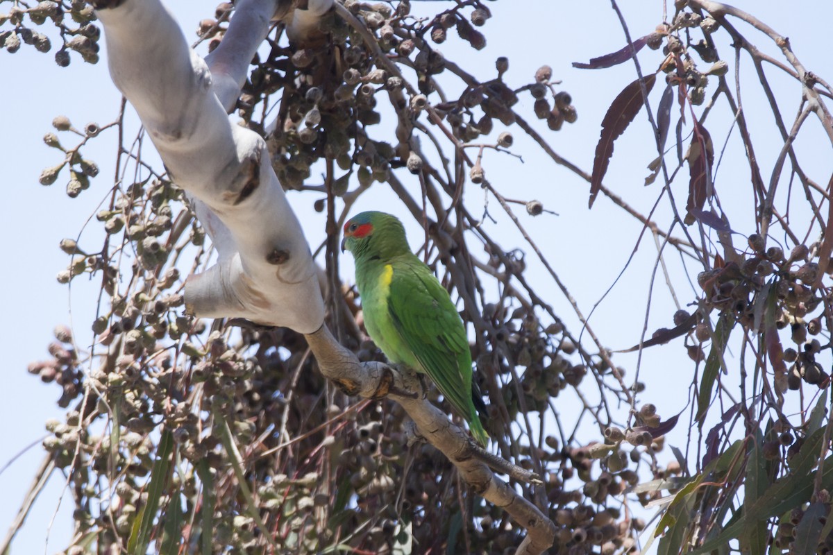 Musk Lorikeet - John Cantwell