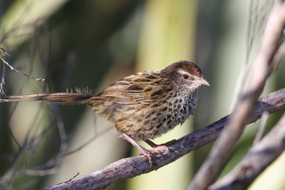 New Zealand Fernbird - Chris Wiley