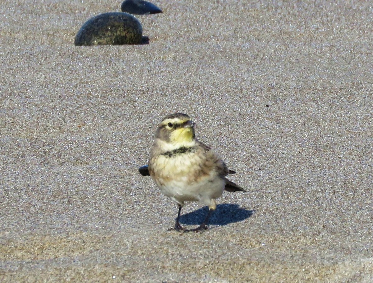 Horned Lark - Hendrik Herlyn