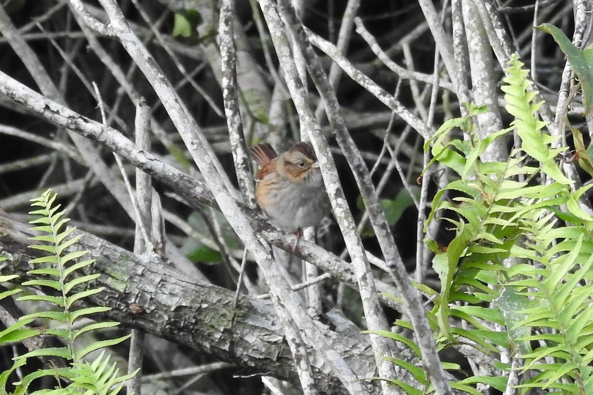 Swamp Sparrow - ML386576471