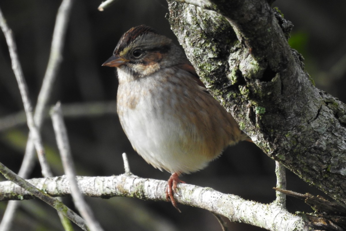 Swamp Sparrow - ML386576501