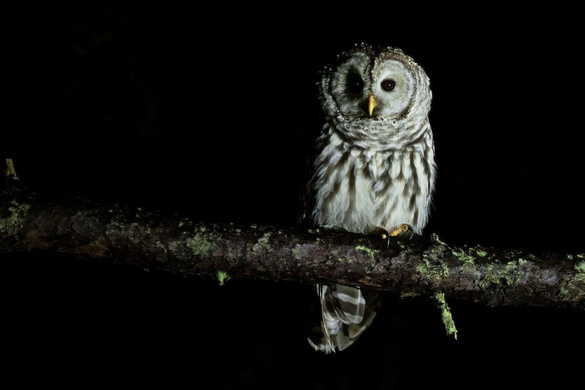 Cinereous Owl - ML386576981