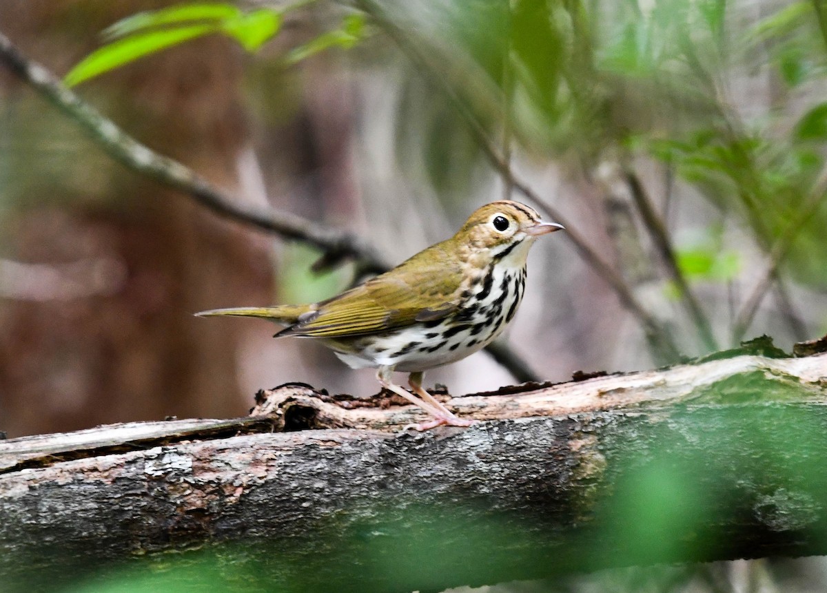 Ovenbird - Marique Cloete