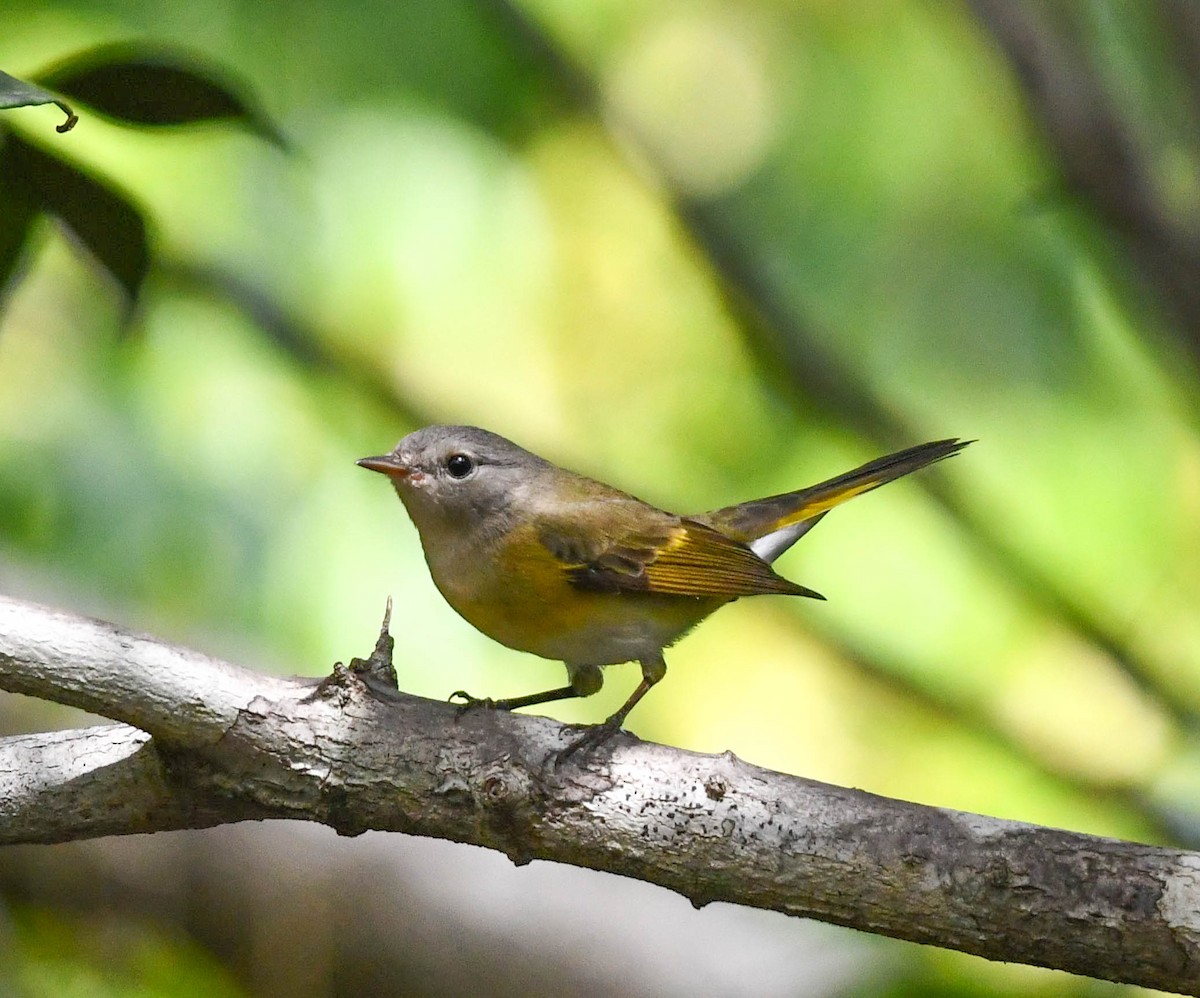 American Redstart - ML386579151