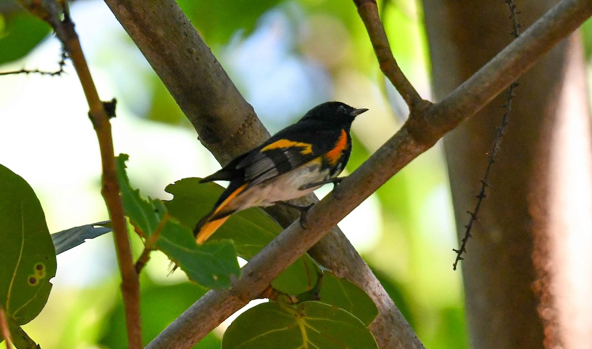 American Redstart - ML386579321