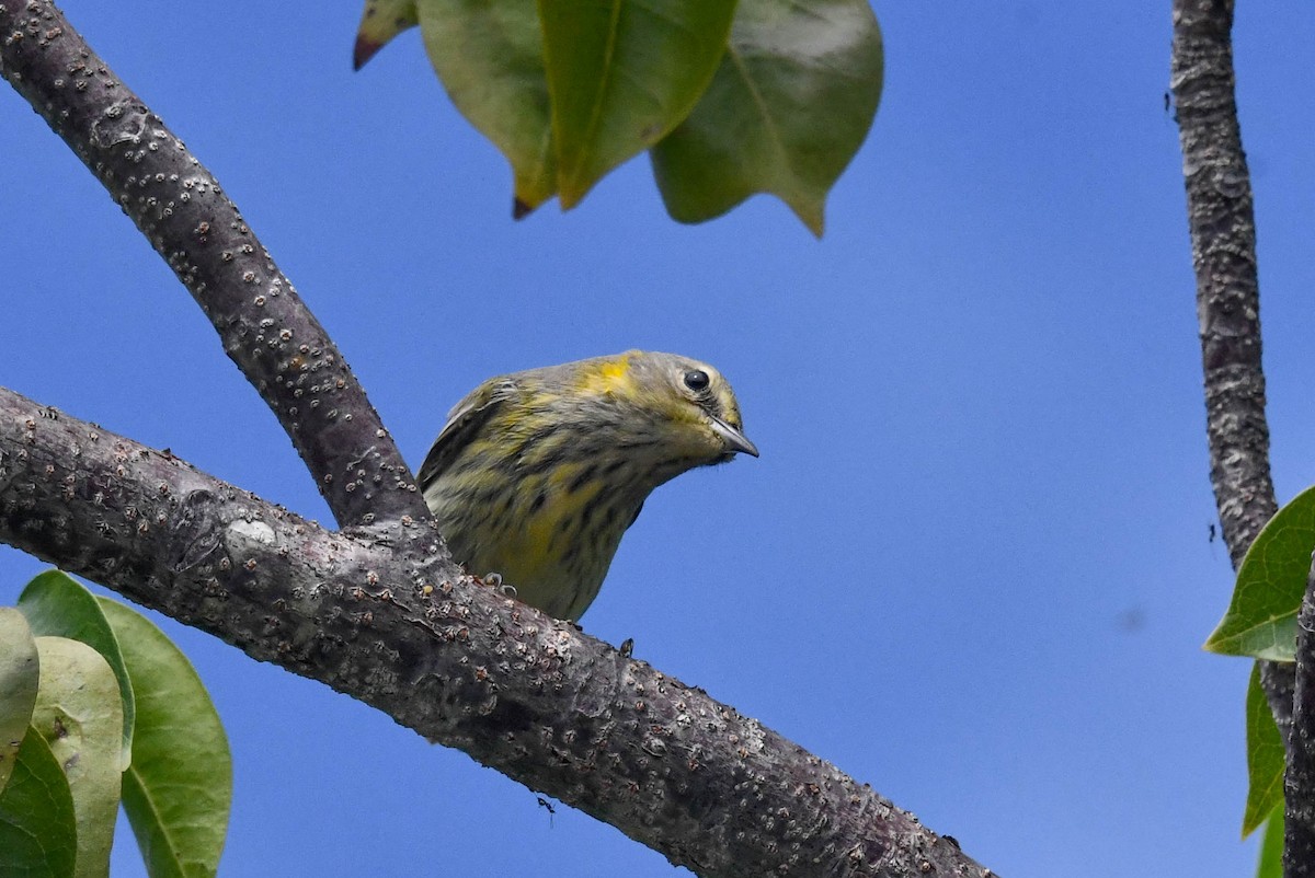 Cape May Warbler - Marique Cloete