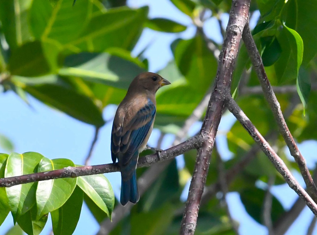 Indigo Bunting - Marique Cloete