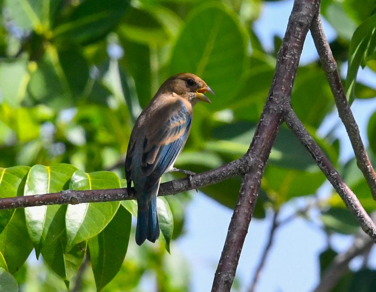 Indigo Bunting - Marique Cloete