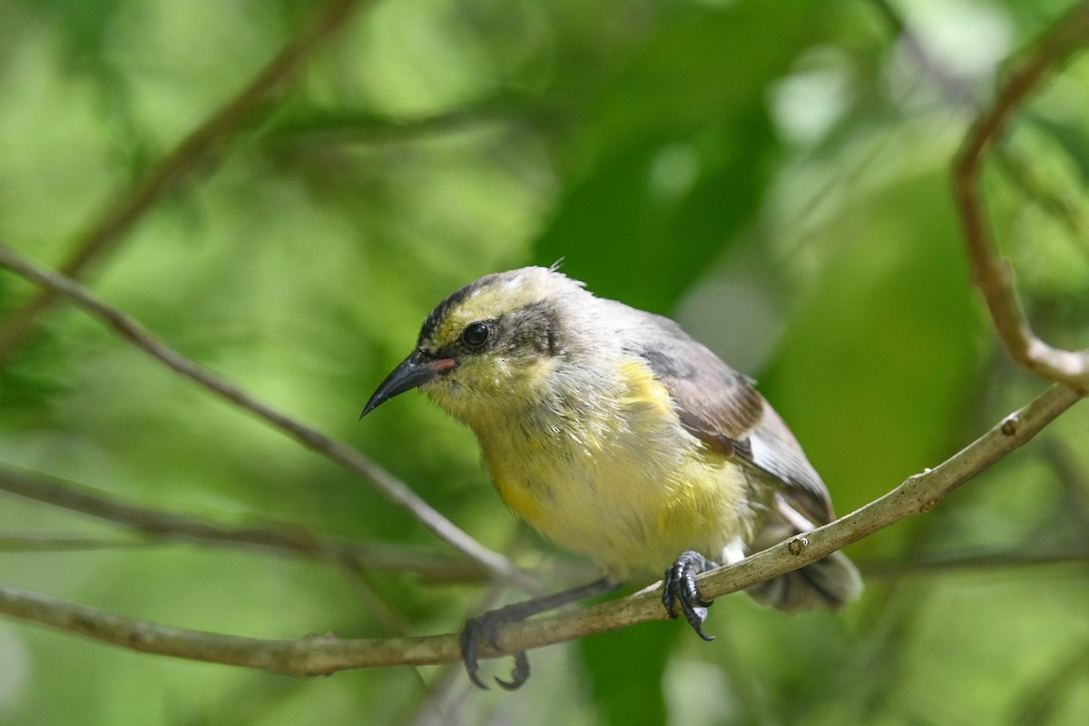 Bananaquit - Marique Cloete