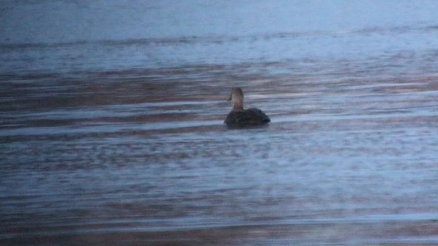 King Eider - ML386580241