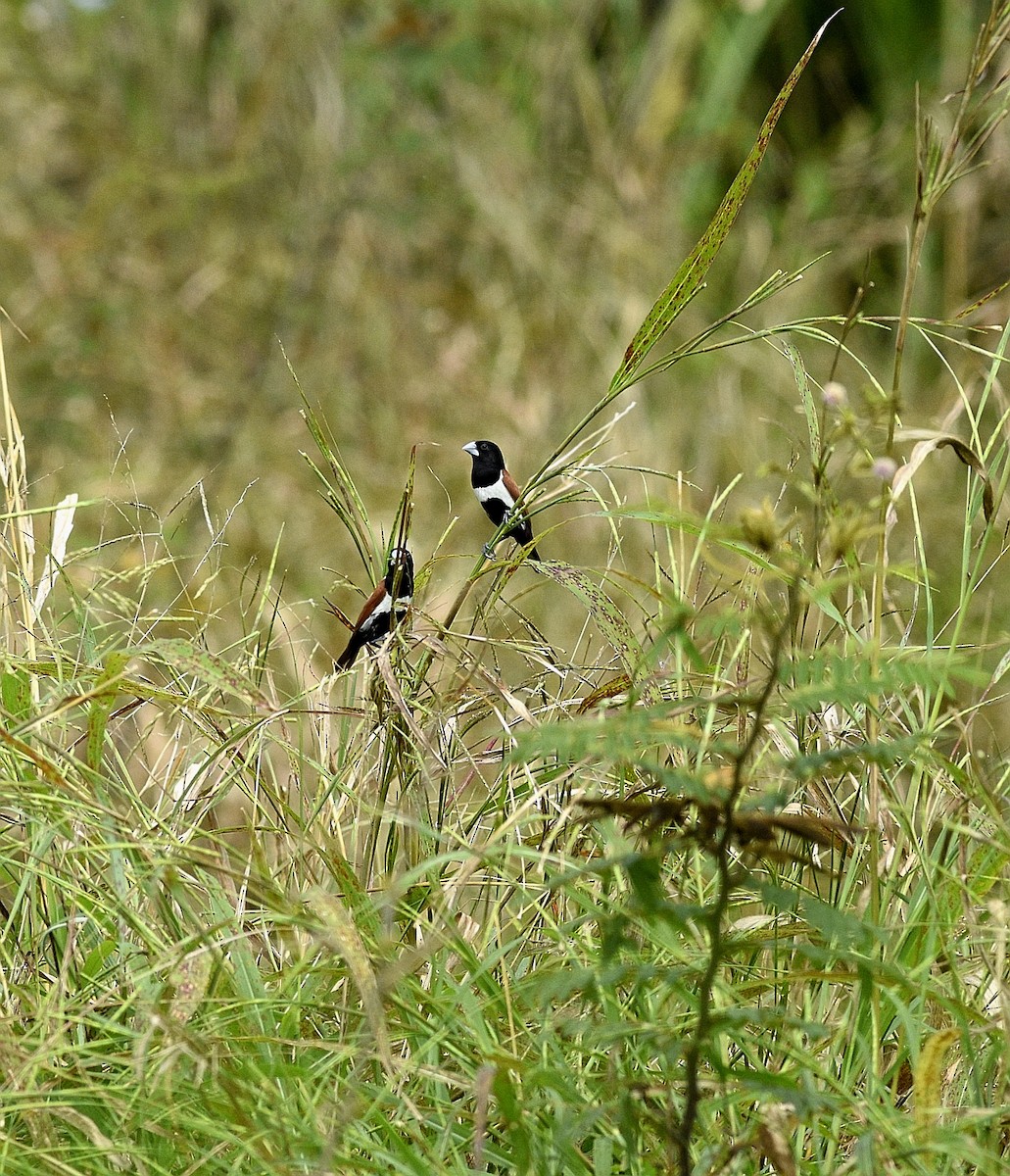 Tricolored Munia - ML386580821