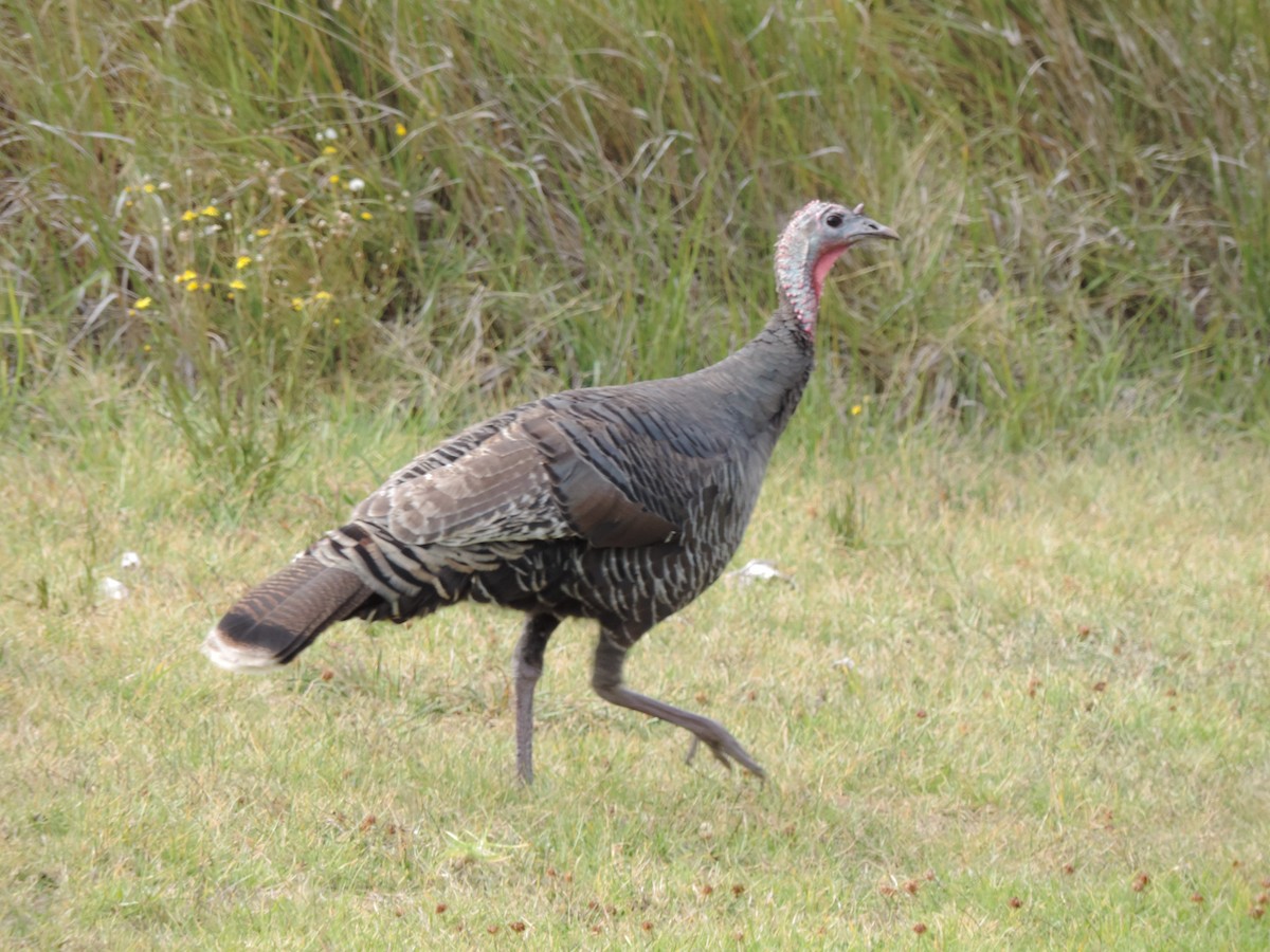 Wild Turkey - ML386584341