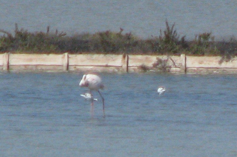 Pied Avocet - ML386584811