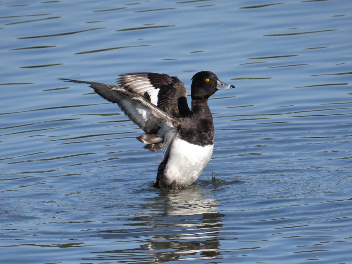 Tufted Duck - George Inocencio