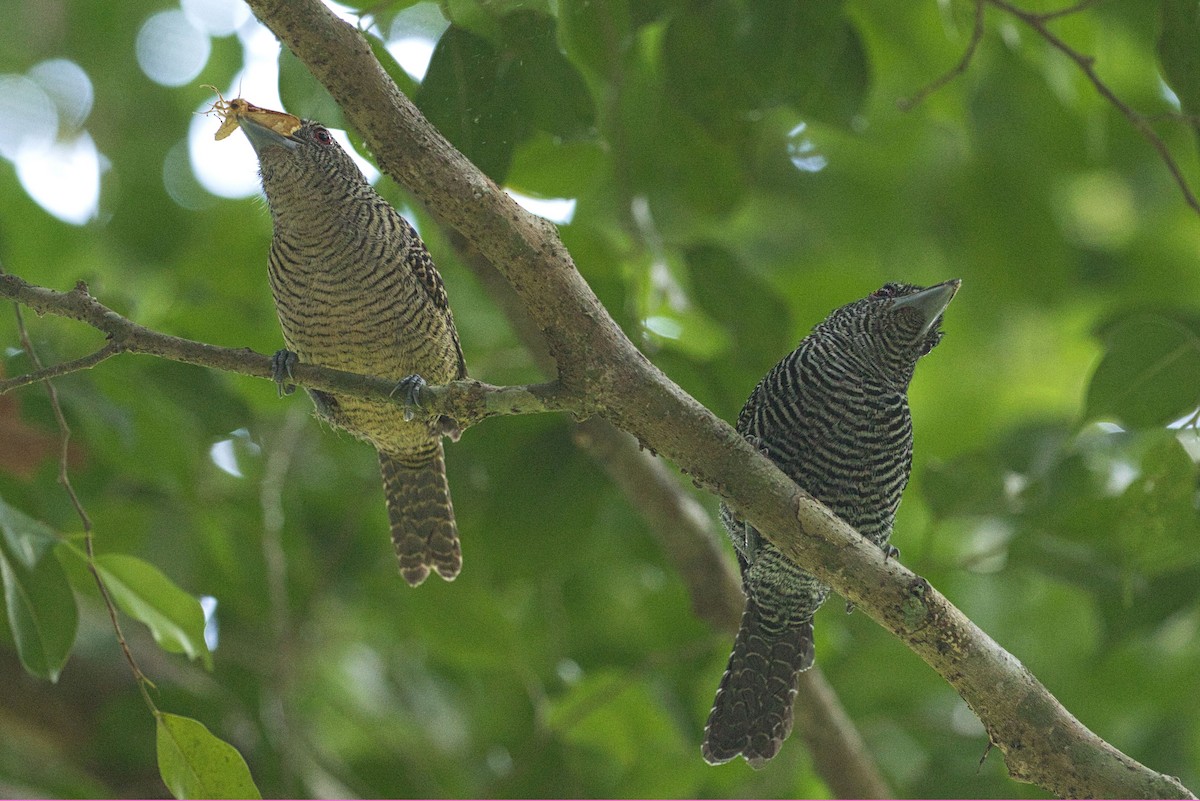 Fasciated Antshrike - Tracy McCarthey