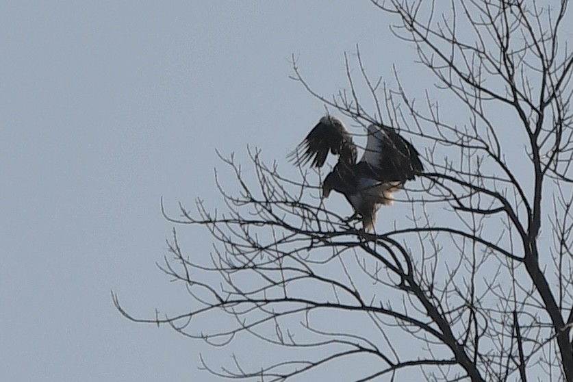 Steller's Sea-Eagle - ML386585561