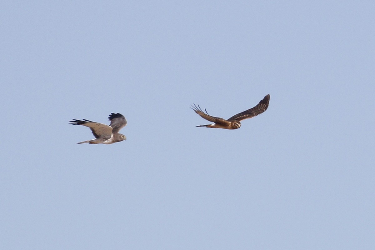 Northern Harrier - ML386586841