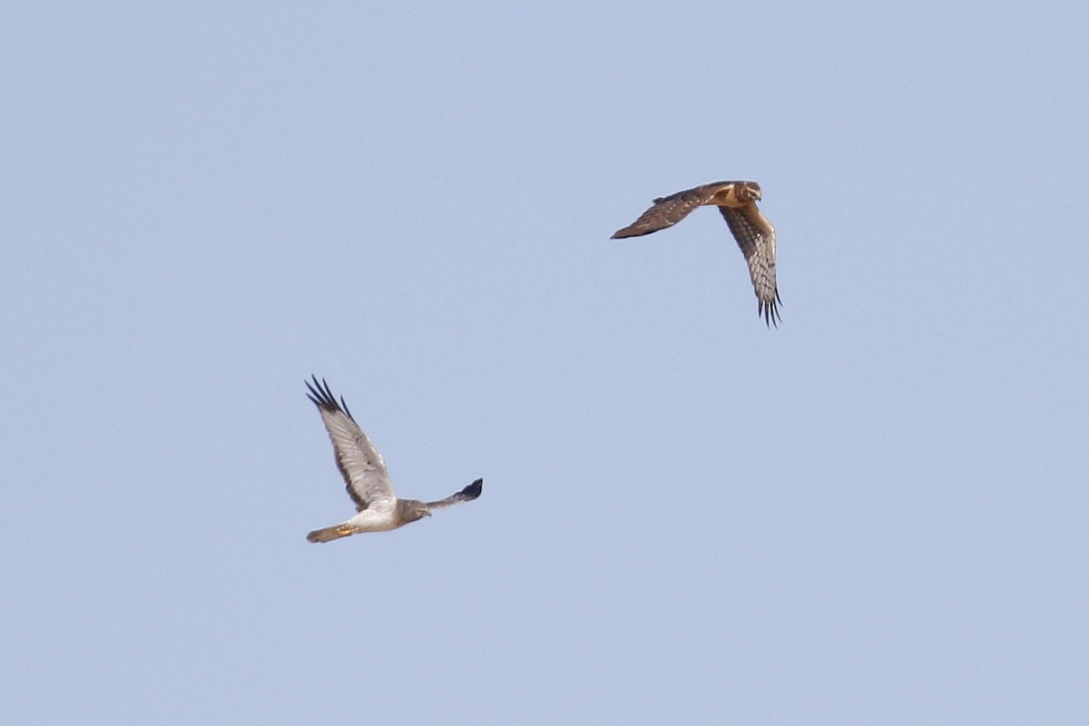 Northern Harrier - ML386586851