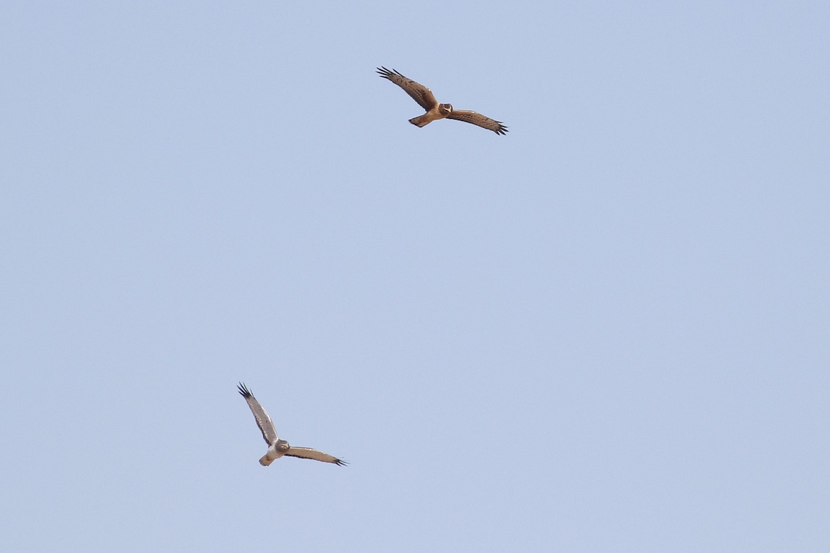 Northern Harrier - ML386586881