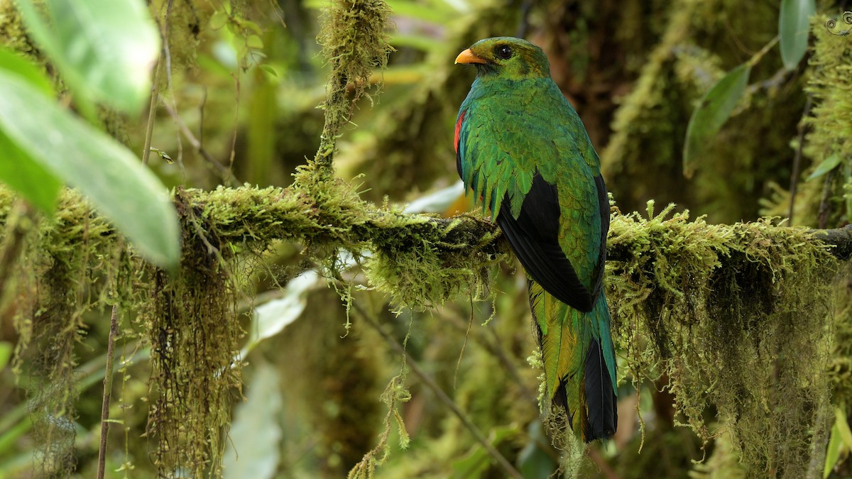 Golden-headed Quetzal - ML386588571