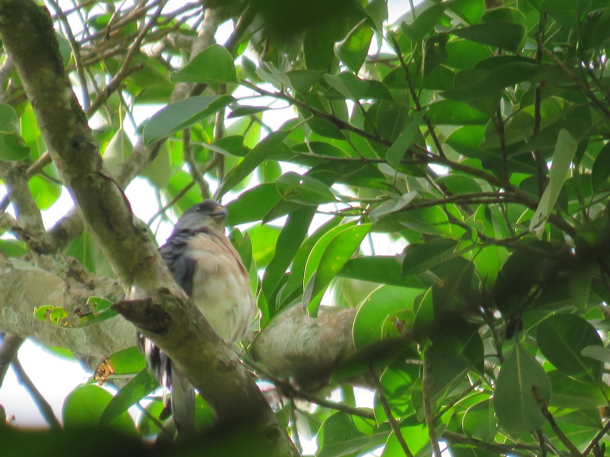 Chinese Sparrowhawk - ML38658911