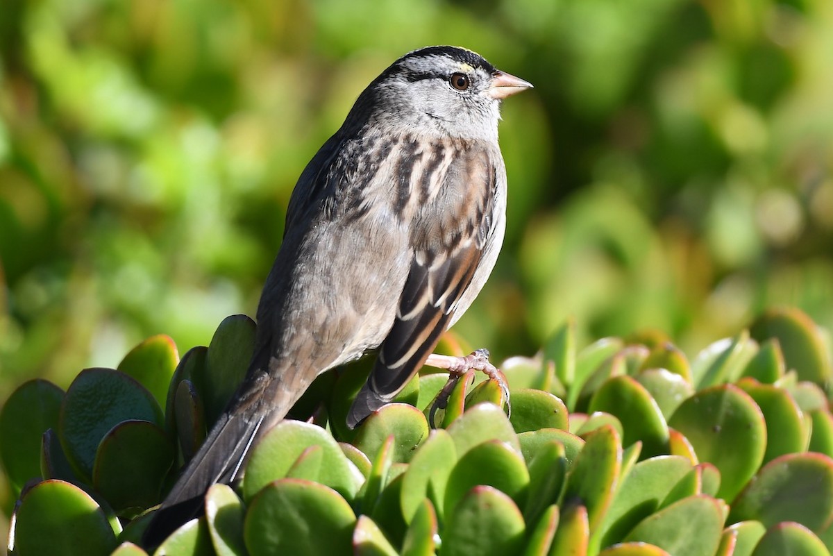 White-crowned x Golden-crowned Sparrow (hybrid) - ML386589271