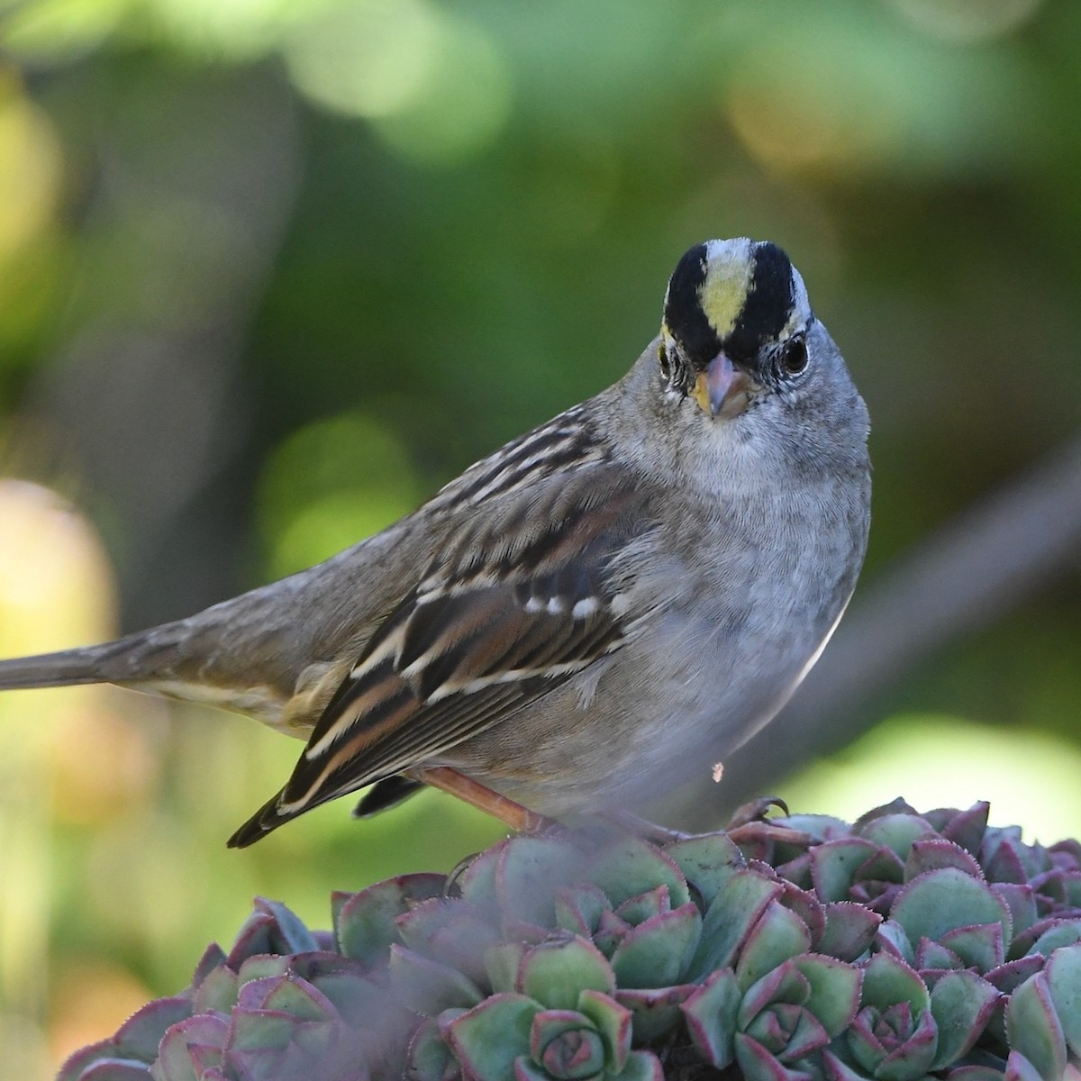 White-crowned x Golden-crowned Sparrow (hybrid) - ML386589291