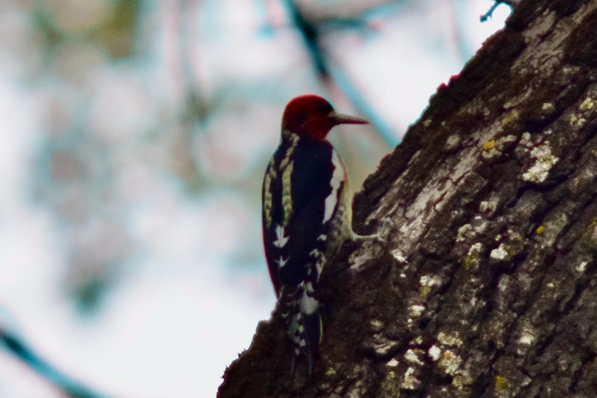Red-breasted Sapsucker - ML386589991