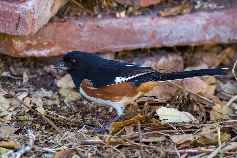 Spotted/Eastern Towhee (Rufous-sided Towhee) - eBird