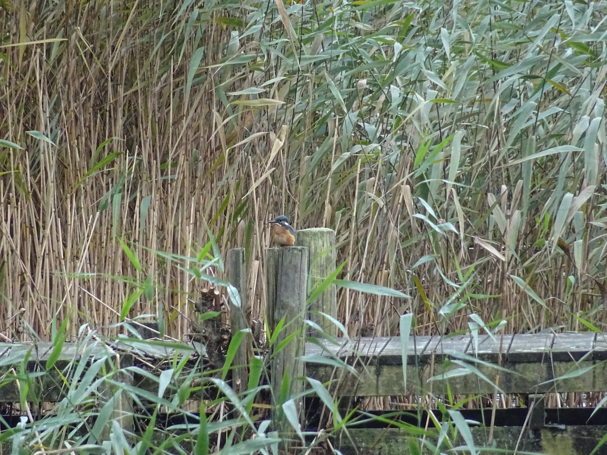 Martin-pêcheur d'Europe - ML38659331